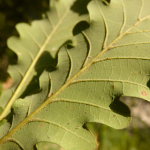 Quercus iberica