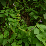 Scutellaria altissima