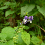 Scutellaria altissima