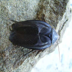 Polyphaga aegyptiaca