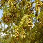 Carpinus orientalis