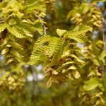 Carpinus orientalis