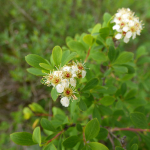 Spiraea crenata