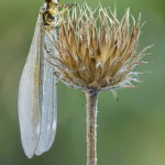 Myrmecaelurus trigrammus