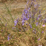 Teucrium orientale