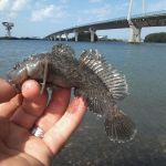 Neogobius melanostomus