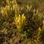 Scutellaria orientalis