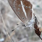 Polyommatus ripartii