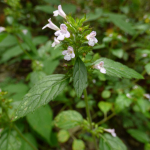 Clinopodium umbrosum