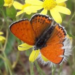 Lycaena thersamon