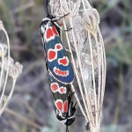 Zygaena carniolica