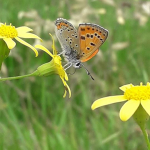 Lycaena thersamon