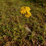 Achillea biebersteinii