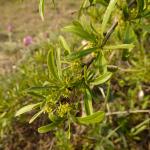 Rhamnus pallasii