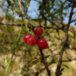 Rhamnus pallasii