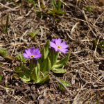 Primula algida