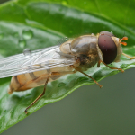 Episyrphus balteatus