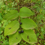 Lonicera caucasica