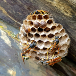 Polistes biglumis