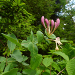 Lonicera caprifolium