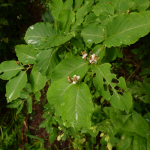 Lonicera caucasica