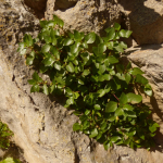 Parietaria kemulariae