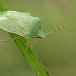 Nezara viridula