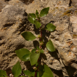 Parietaria kemulariae