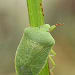 Nezara viridula