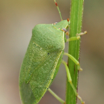 Nezara viridula