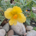 Glaucium flavum