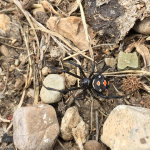 Latrodectus tredecimguttatus