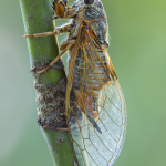 Cicadetta montana