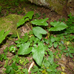 Arum orientale