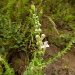 Scutellaria albida