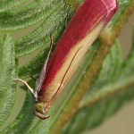 Oncocera semirubella