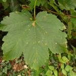 Acer velutinum