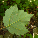 Acer velutinum