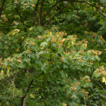 Acer velutinum