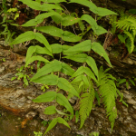 Scrophularia lateriflora