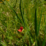 Lathyrus nissolia