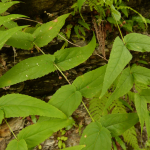 Scrophularia lateriflora