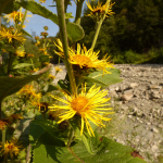 Inula helenium