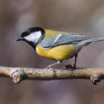 Parus major