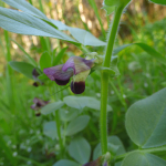 Vicia narbonensis