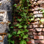 Polygonum perfolianum