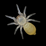 Nomisia aussereri