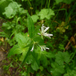 Asperula caucasica