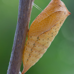 Iphiclides podalirius