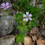 Geranium gracile